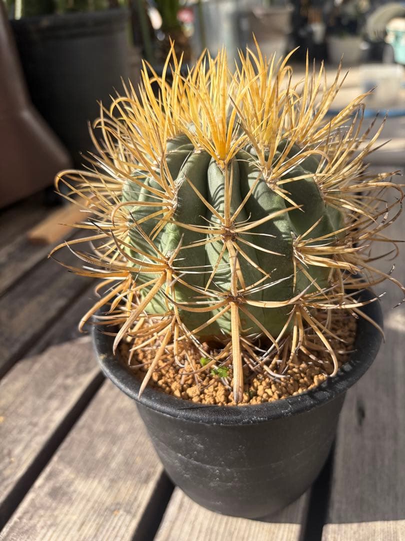 フェロカクタス金冠竜◇多肉サボテン　アガベ ユッカ　ハオルチア　アロエ　チタノタ