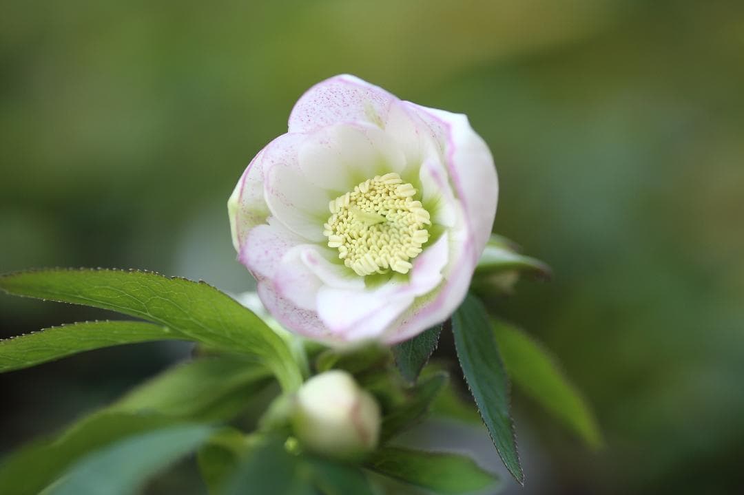 たんたんBwg026 クリスマスローズ 小苗 セット