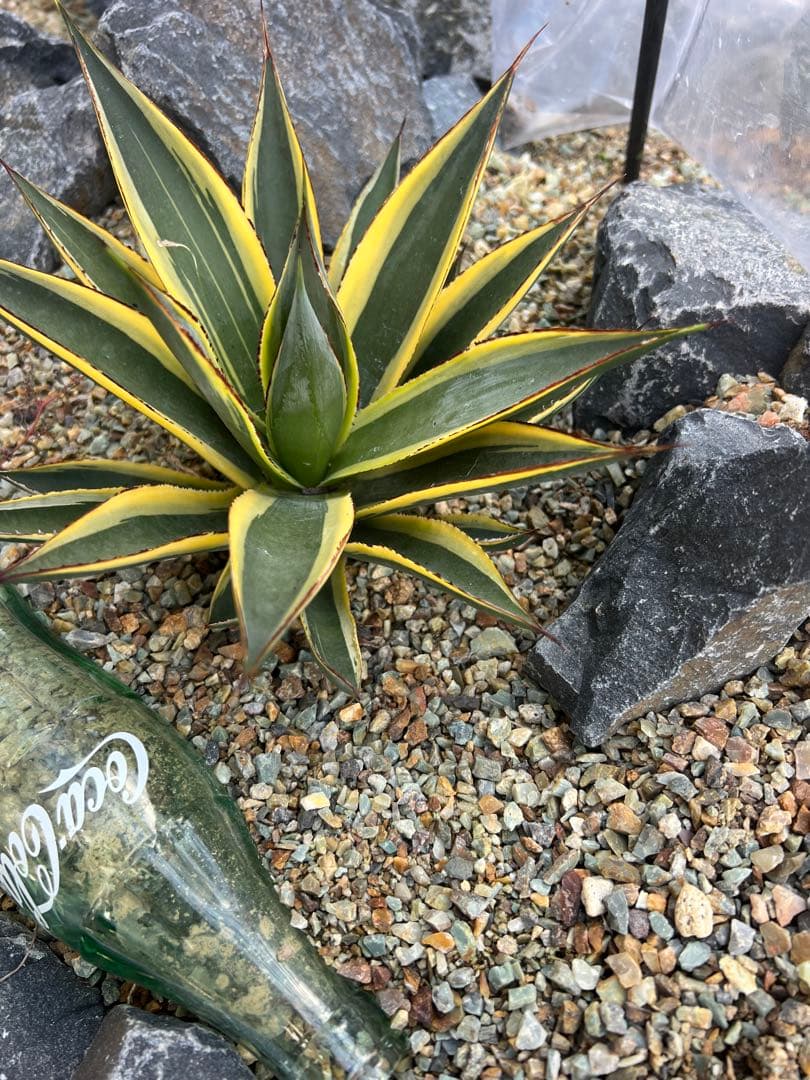 の*り様 サングロー　２株セット　アガベ