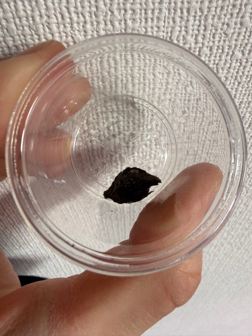 アロカシア斑入り小芋5種