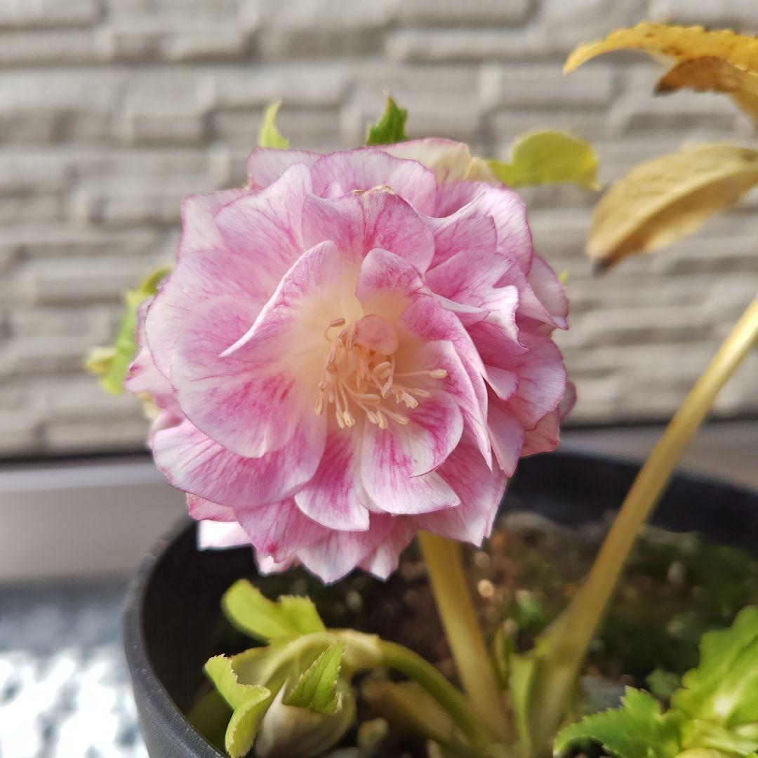 ヒ*イ様 クリスマスローズ 広瀬園芸 ddピンクぼかしオーレア