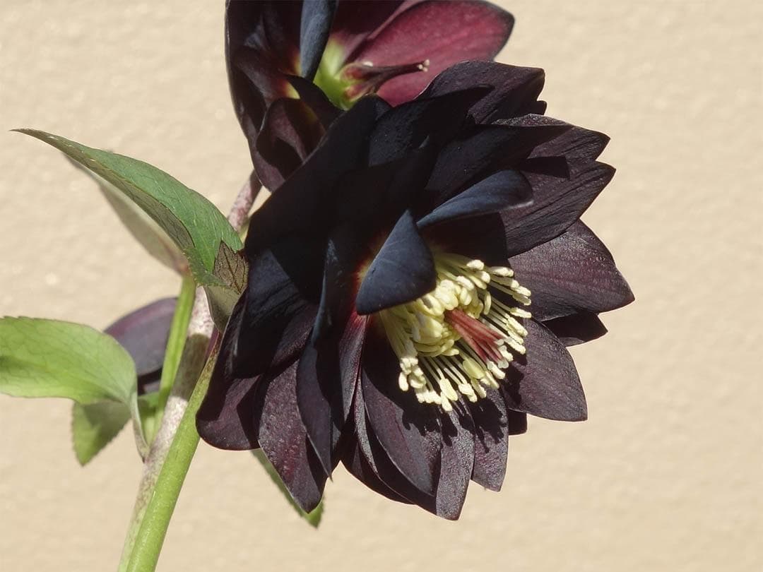 クリスマスローズ dd ブラックダークパープル グロッシーカラー