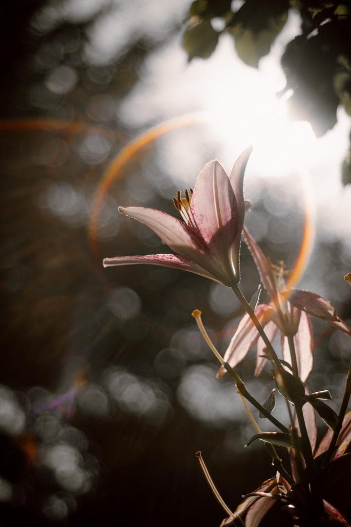 改良型タクマー！SMC takumar 55mm F1.8 M42マウント