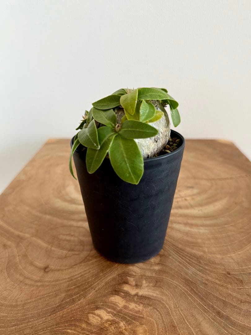 パキポディウム ブレビカウレ 恵比寿笑 良型 現地球 発根済み