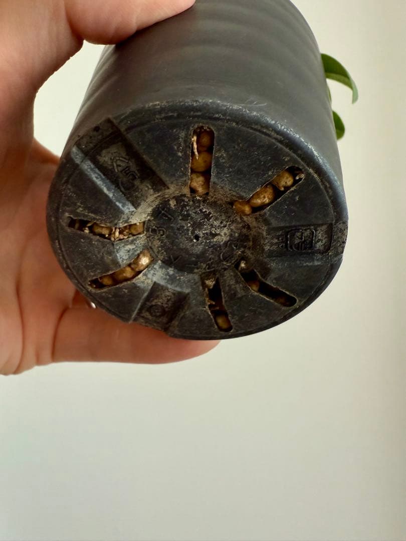 パキポディウム ブレビカウレ 恵比寿笑 良型 現地球 発根済み