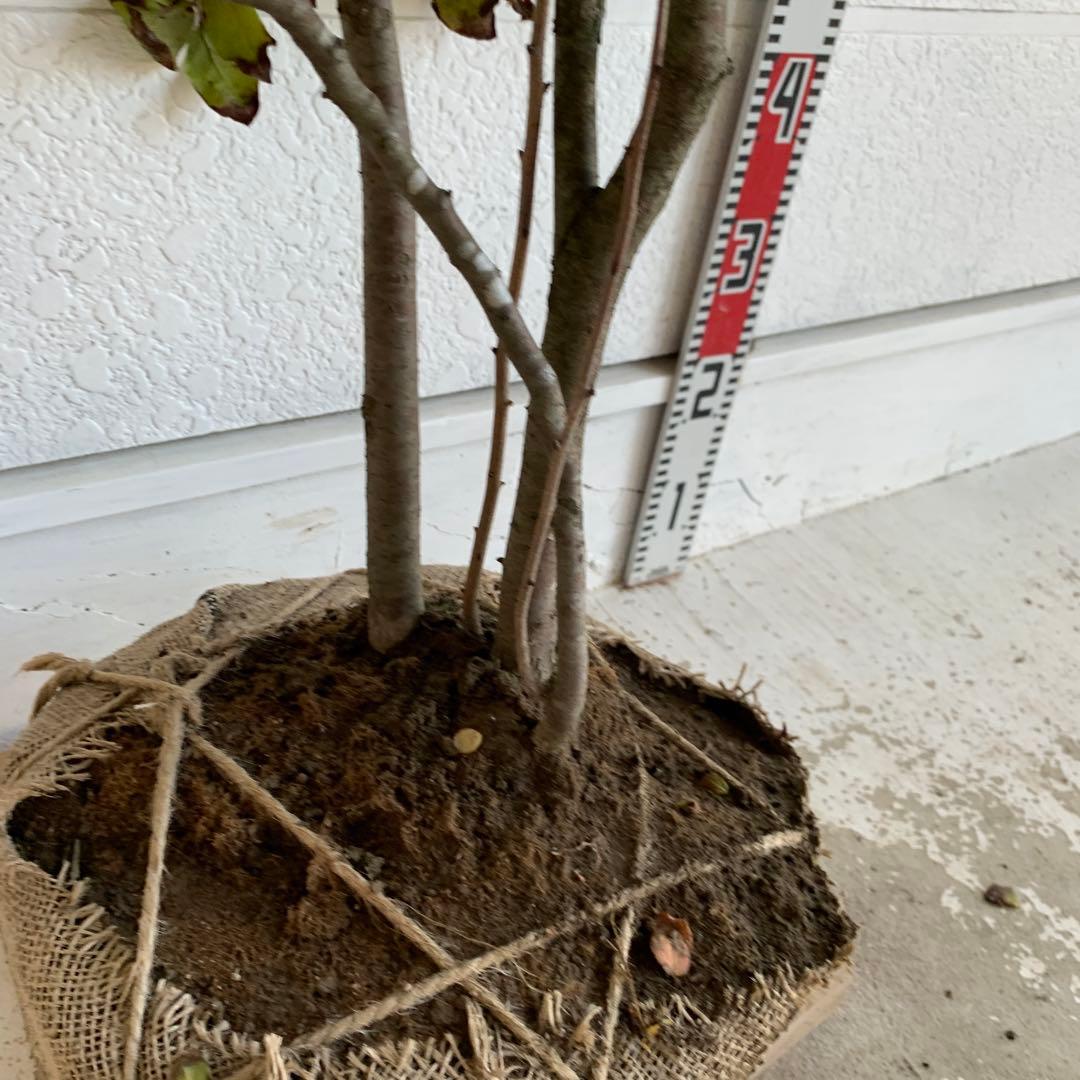 大株　ナツハゼ　約:130cm 【夏櫨/落葉樹/果樹苗】403371