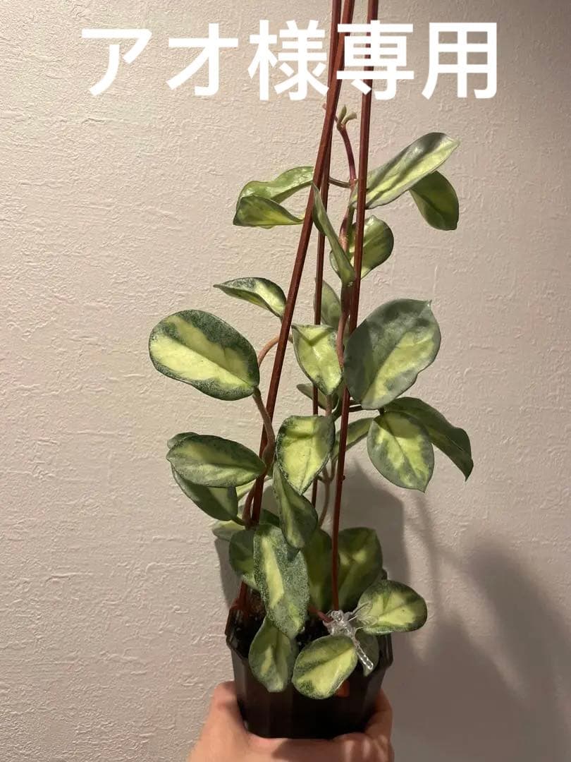 アオ　レア　ホヤ アルゲンティア プリンセス サクララン　美株