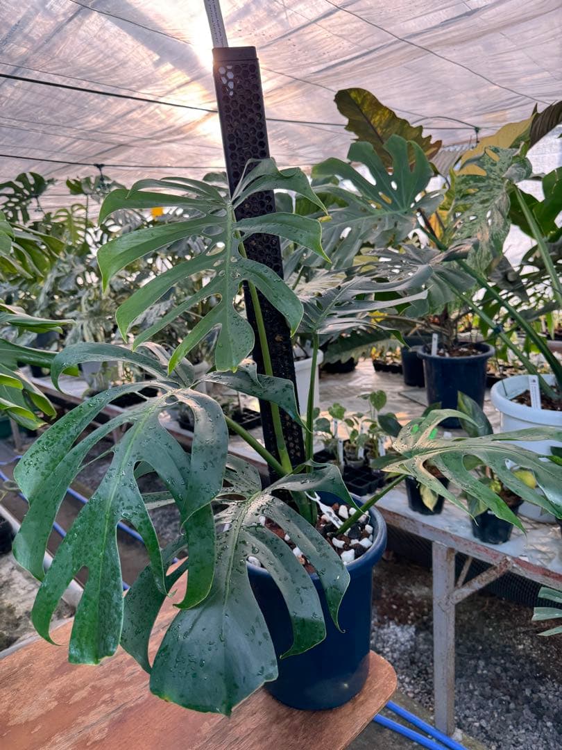 1 モンステラ・デリシオーサ・アラブフォーム \"エロンガータエ\" 日本初出品