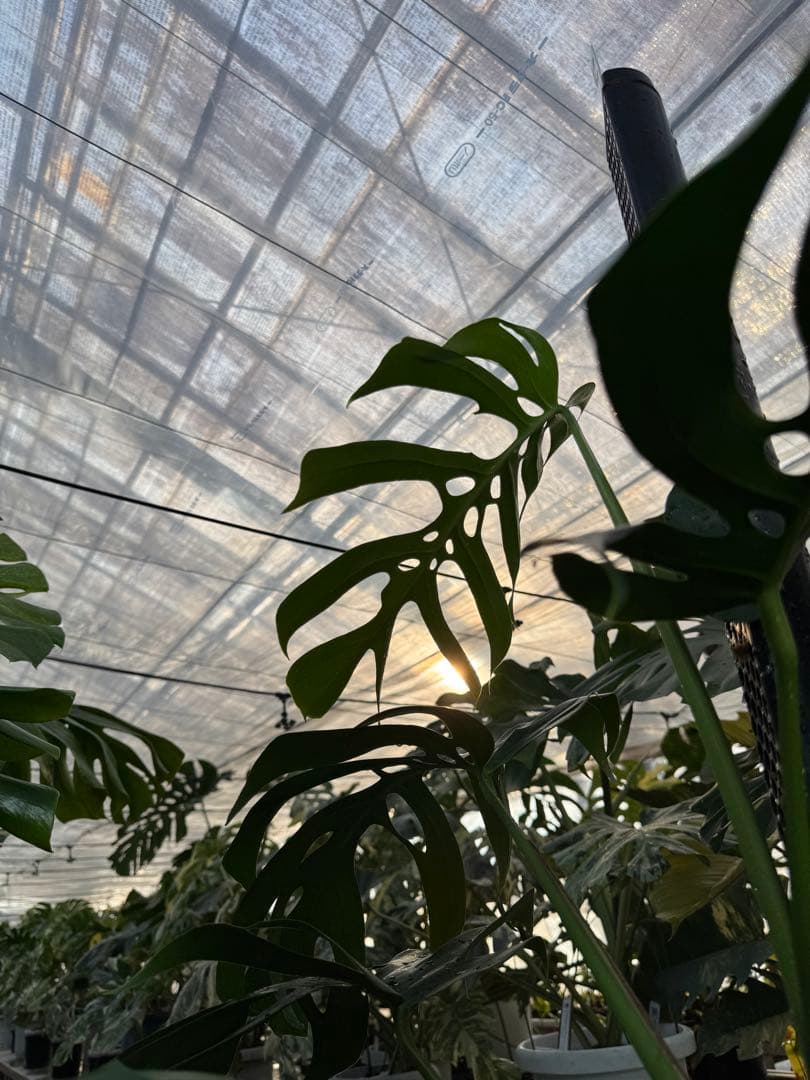 1 モンステラ・デリシオーサ・アラブフォーム \"エロンガータエ\" 日本初出品