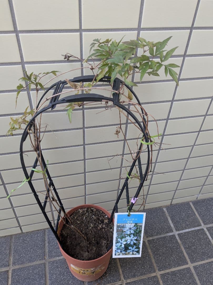 クレマチス流星3年経過苗 正規ラベル付