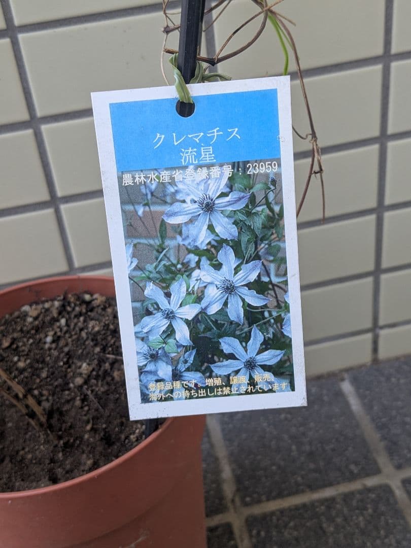クレマチス流星3年経過苗 正規ラベル付