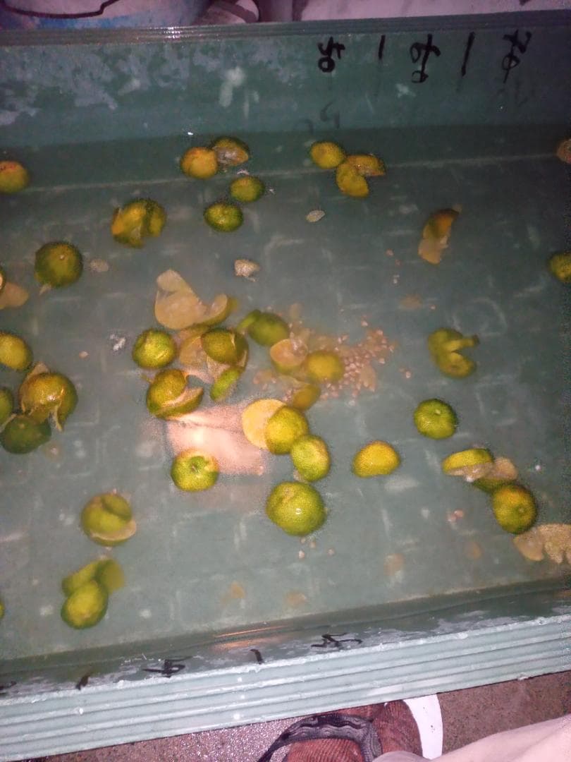 ハワイ産沖縄育ちのラウハラロール“25 Craft-Ⅸ”