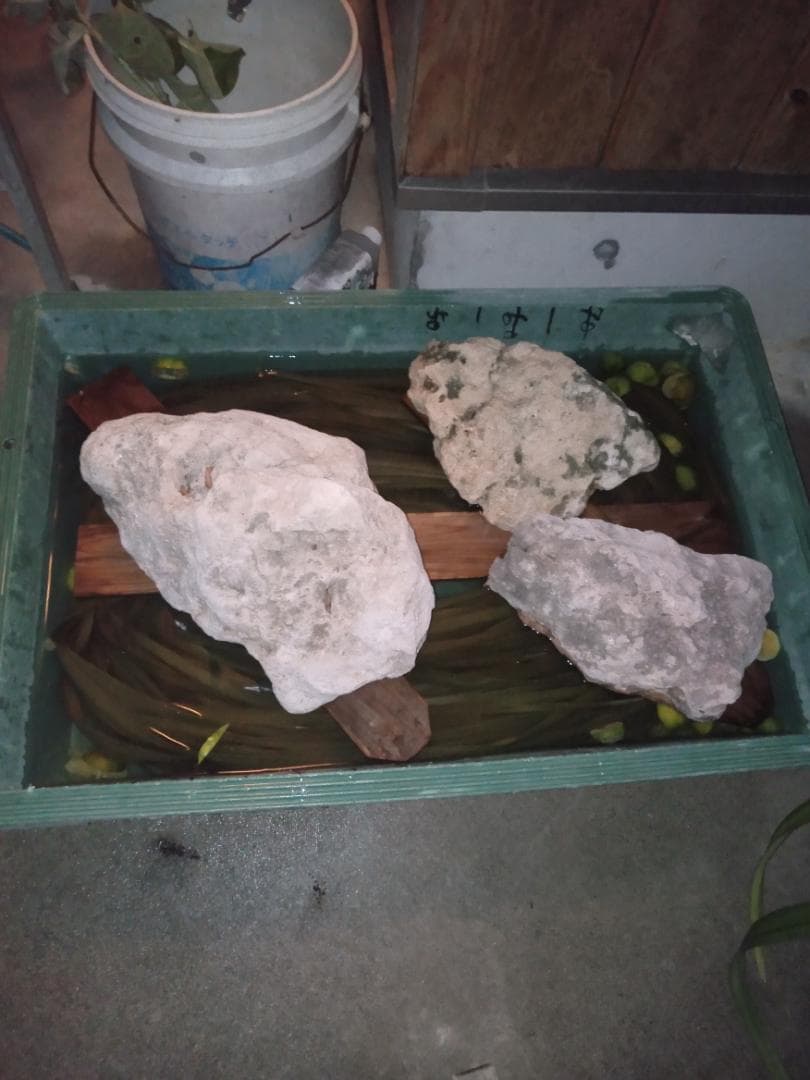 ハワイ産沖縄育ちのラウハラロール“25 Craft-Ⅸ”