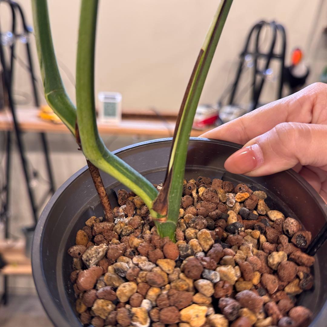 R*i様 26 モンステラ　ボルシギアナ　‘タイ　ミント’ フルミントに転じる可