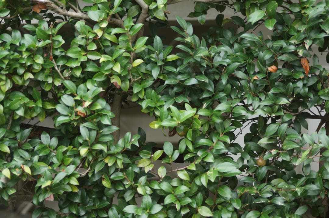 シグマ 28-70mm f2.8 ソニー用