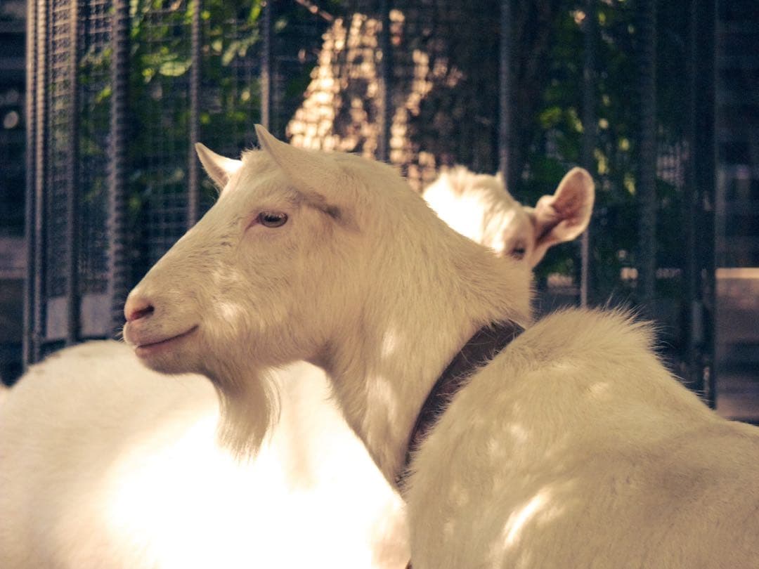 ライカ LEICA V-LUX1