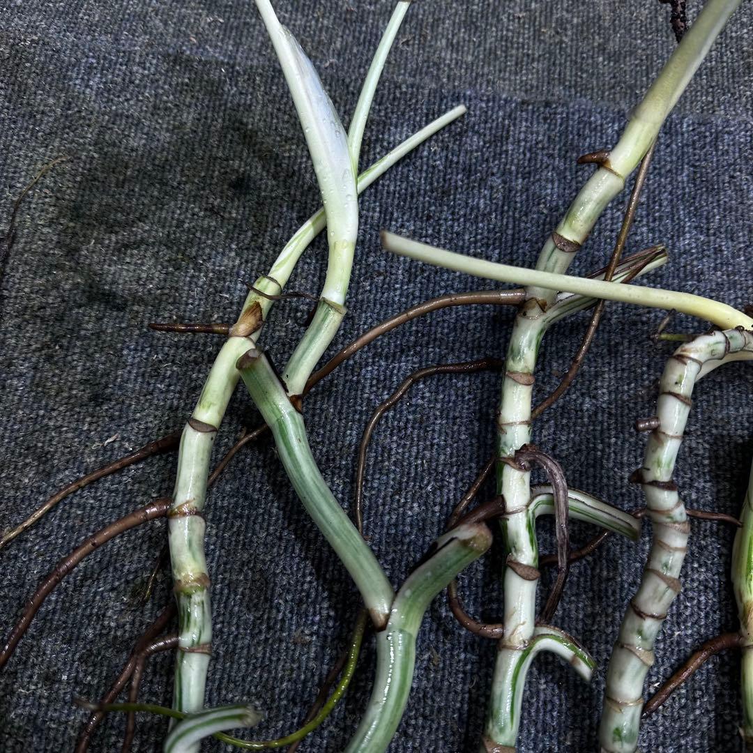 a*a様 斑入りモンステラホワイトタイガー大茎6株おまとめ