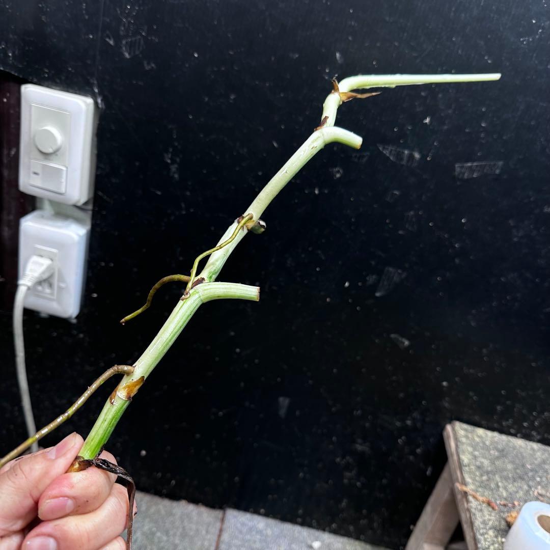 a*a様 斑入りモンステラホワイトタイガー大茎6株おまとめ