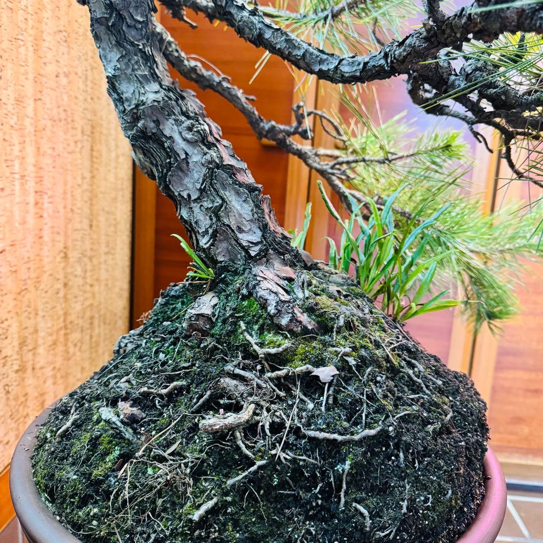 Porco　【特価】松盆栽大品　樹高 90cm 特大