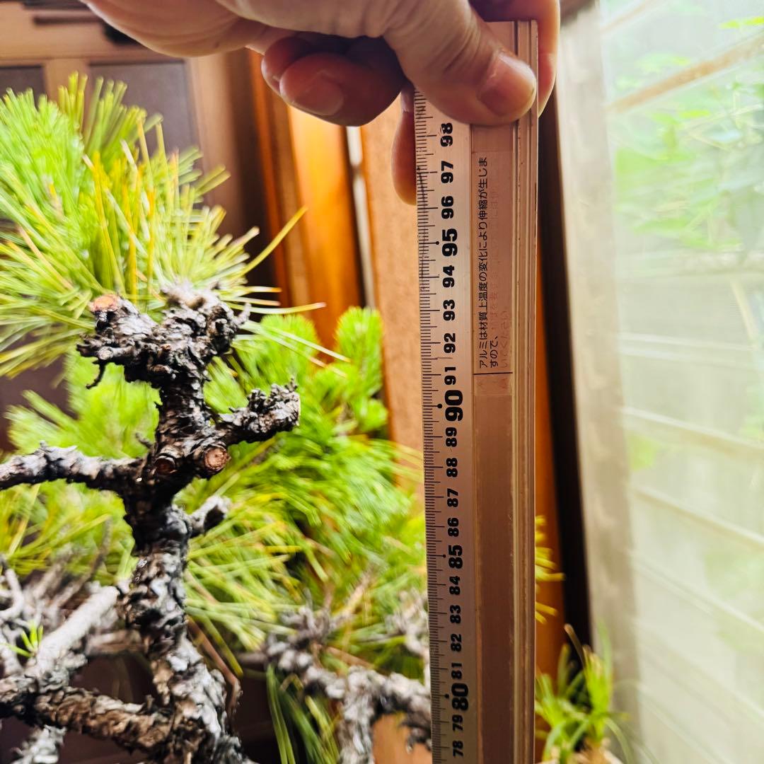 Porco　【特価】松盆栽大品　樹高 90cm 特大