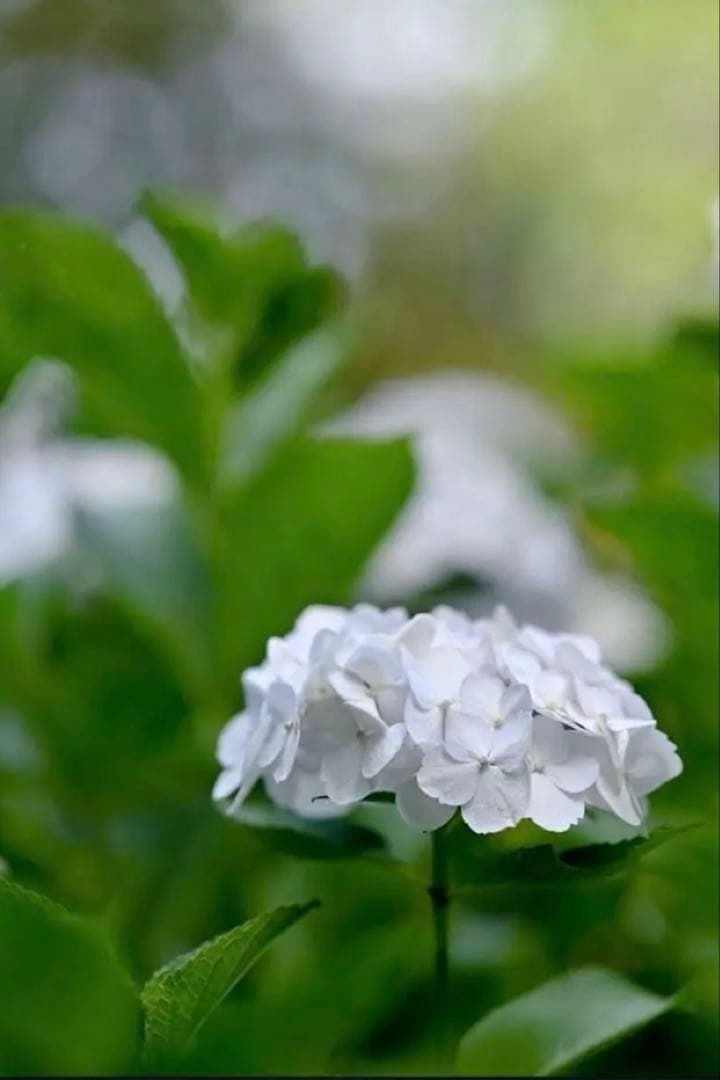 NIKKOR Nikon Z マウント 85/1.8 S レンズ