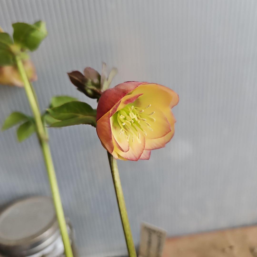 ★Orange様ご購入苗クリスマスローズ6点