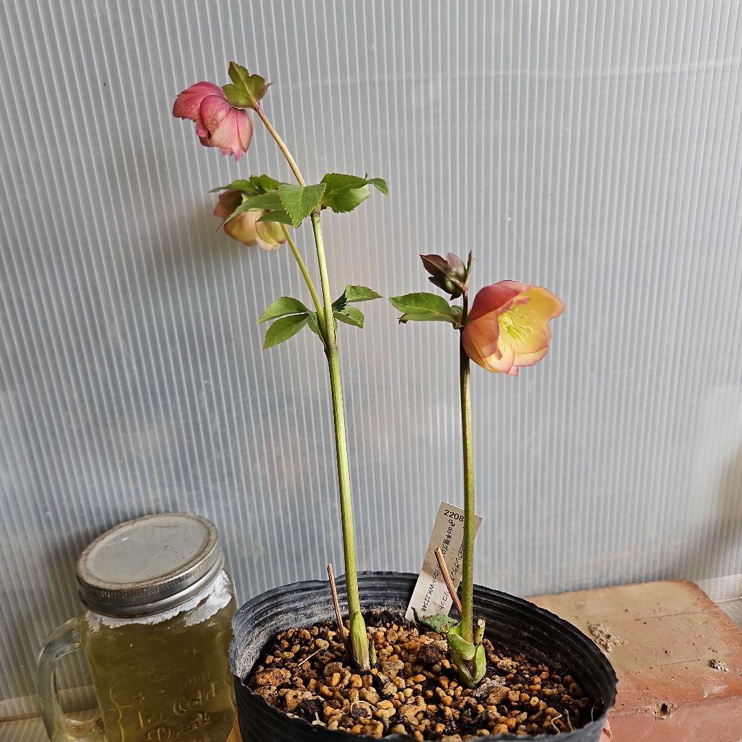 ★Orange様ご購入苗クリスマスローズ6点