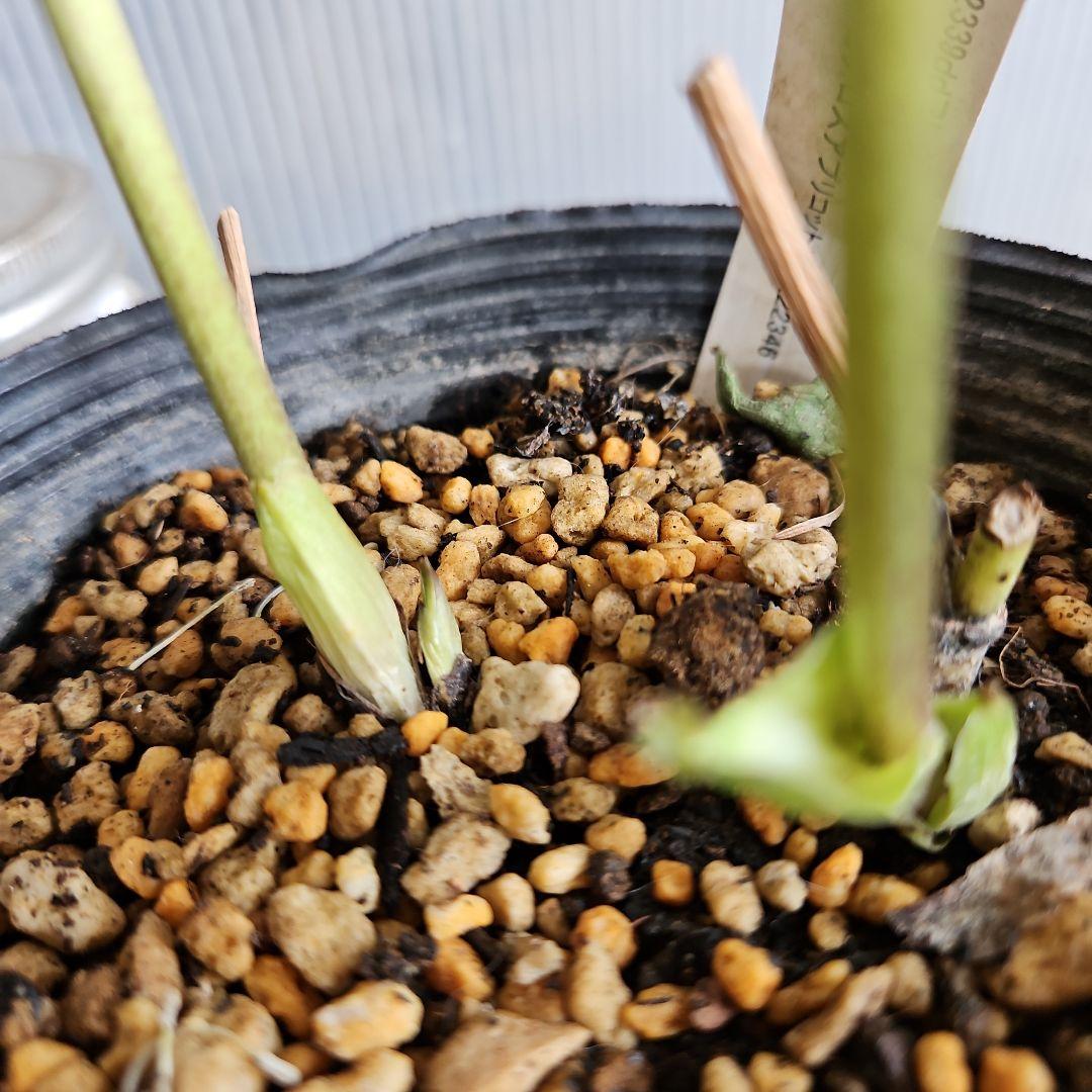 ★Orange様ご購入苗クリスマスローズ6点