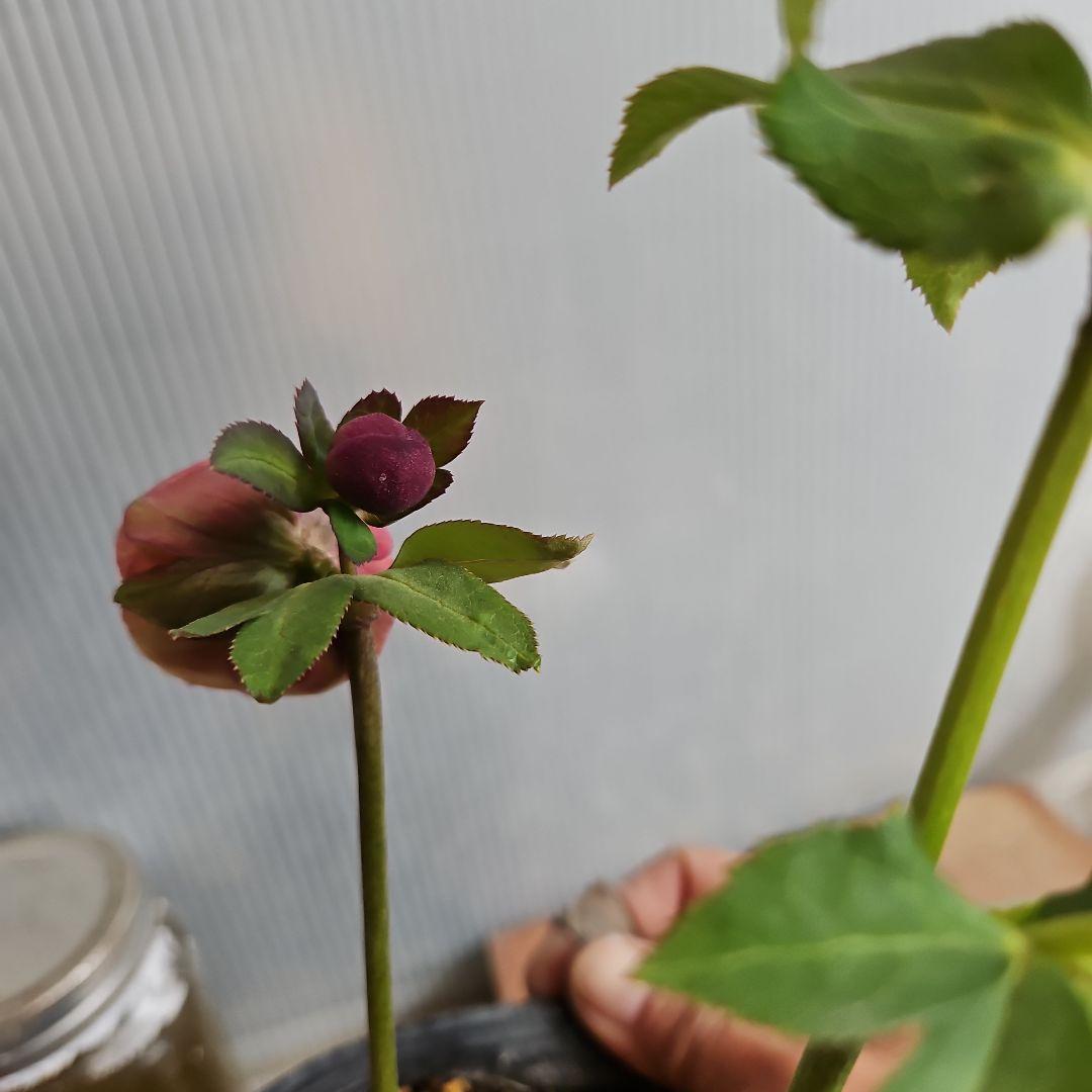 ★Orange様ご購入苗クリスマスローズ6点