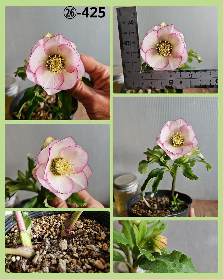 ★Orange様ご購入苗クリスマスローズ6点