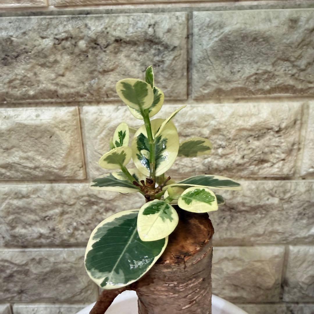 パンダガジュマル 斑入り 接木株 太幹 6号鉢 発根済・新芽あり