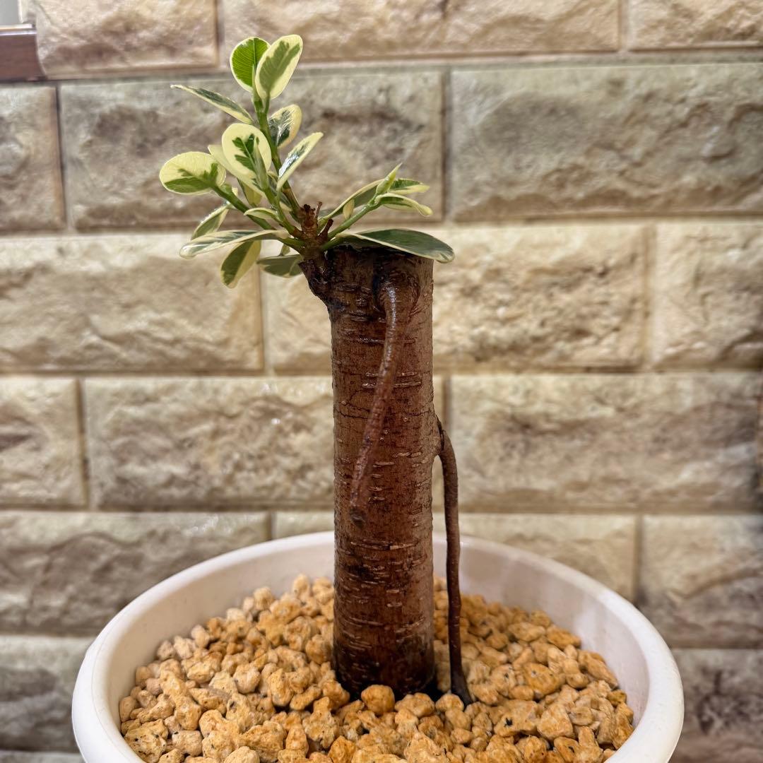 パンダガジュマル 斑入り 接木株 太幹 6号鉢 発根済・新芽あり