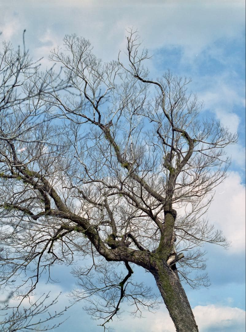 フィルムカメラ Mamiya RB67 Pro S SEKOR C 90mm f3.8 + a