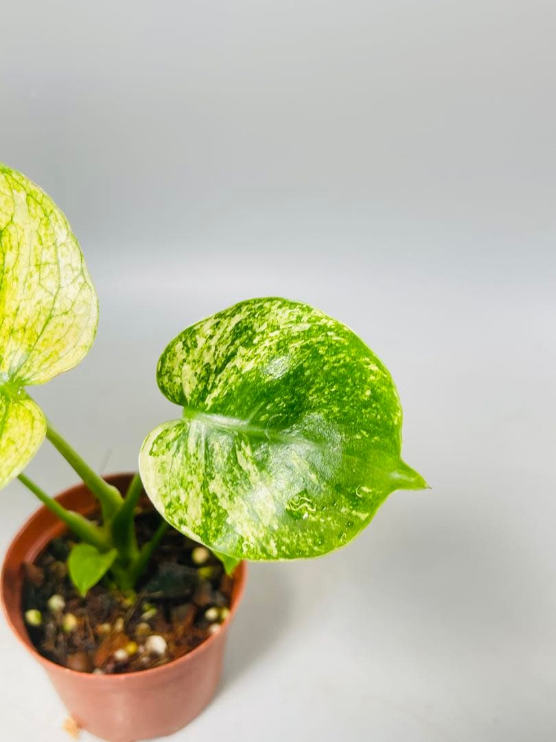 モンステラ　ミント　サイアム 斑入り　Deliciosa Mint Siam