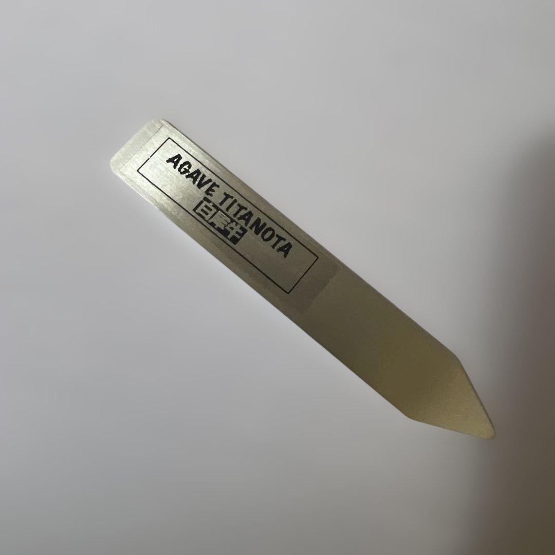 アガベ 鉢植発送 白犀牛 極上血統 スペシャル個体 中株サイズ