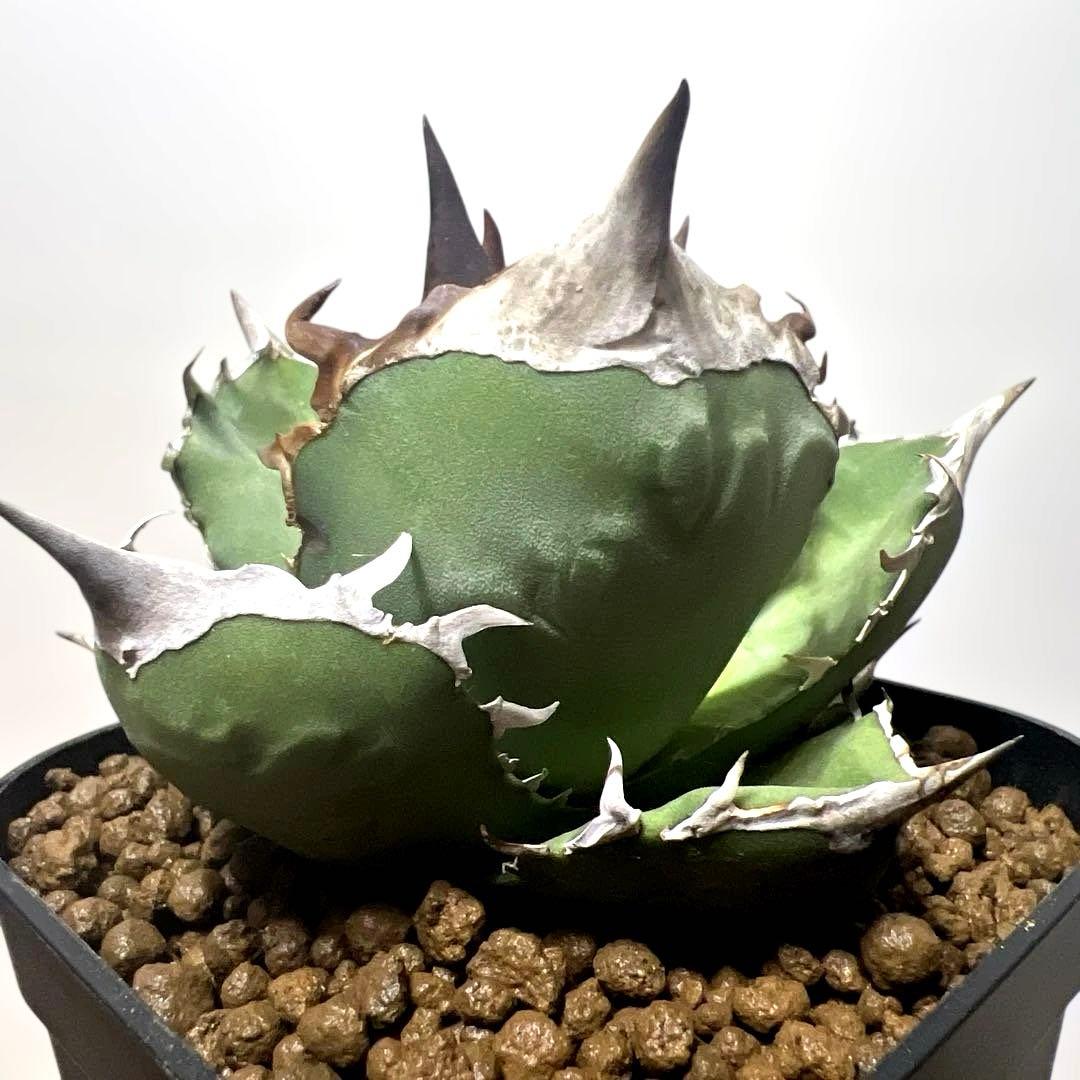 アガベ 鉢植発送 白犀牛 極上血統 スペシャル個体 中株サイズ