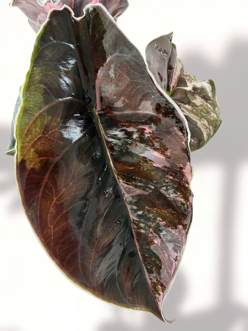 アロカシア アズラニー 斑入り 芋 限定２個