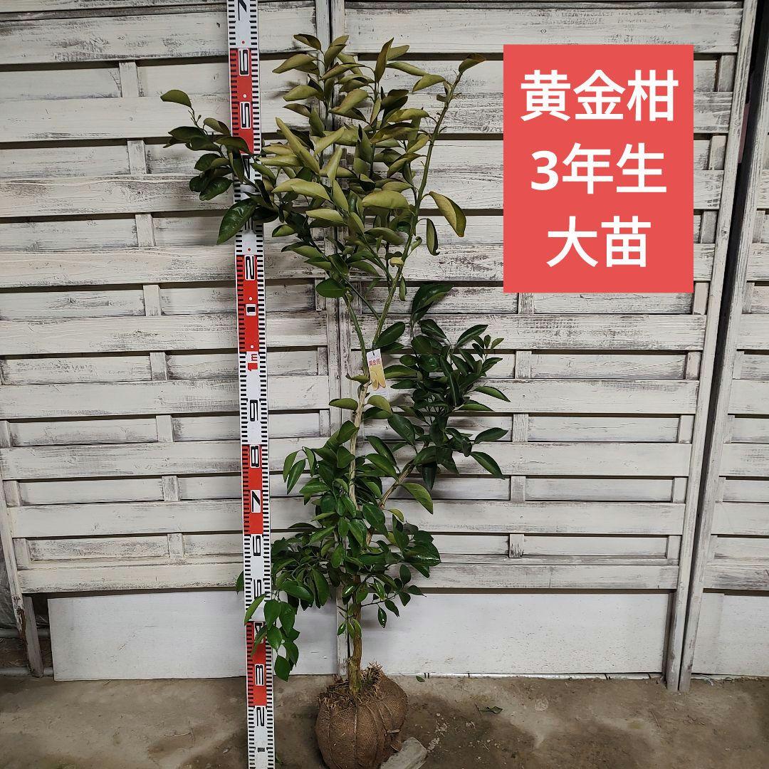 葡萄さま専用 黄金柑 おうごんかん ゴールデンオレンジ 3年生 大苗