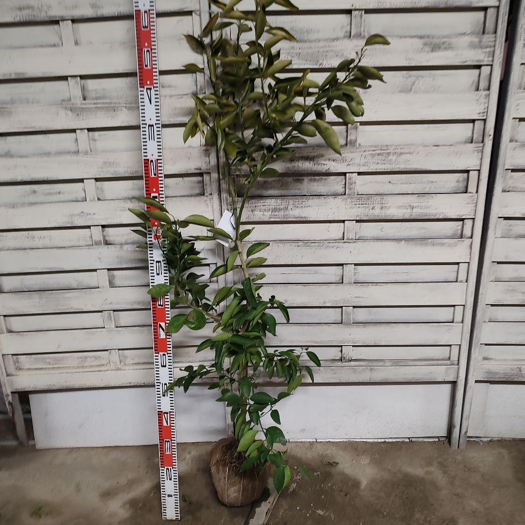 葡萄さま専用 黄金柑 おうごんかん ゴールデンオレンジ 3年生 大苗