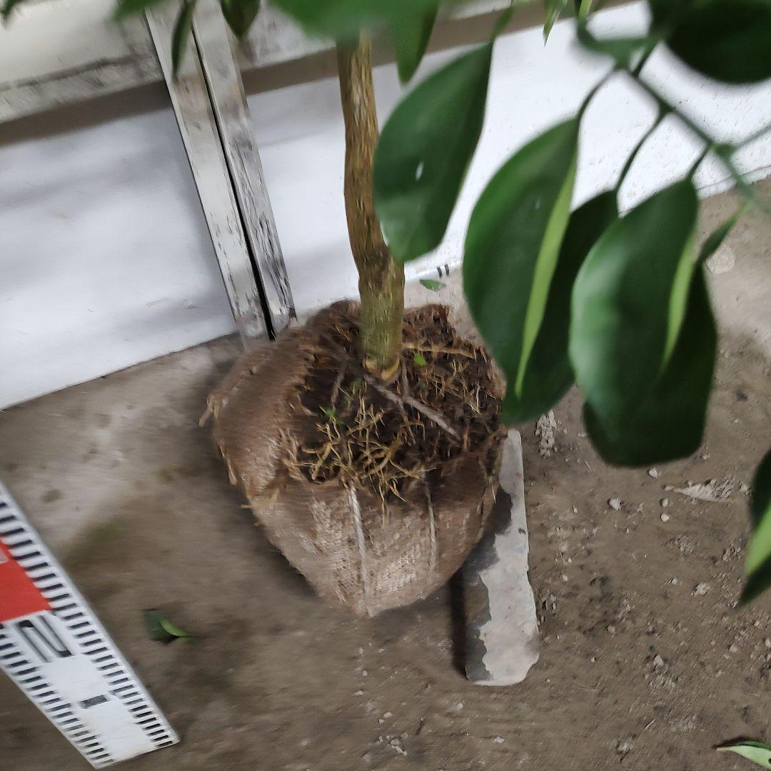 葡萄さま専用 黄金柑 おうごんかん ゴールデンオレンジ 3年生 大苗