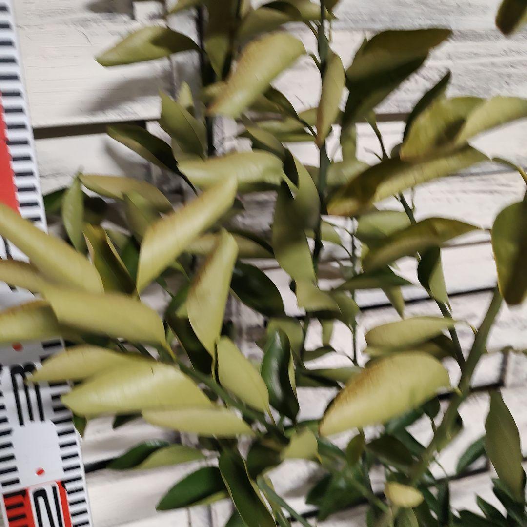 葡萄さま専用 黄金柑 おうごんかん ゴールデンオレンジ 3年生 大苗