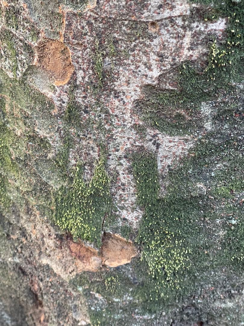 iPhone 12 Pro シルバー 本体　256G