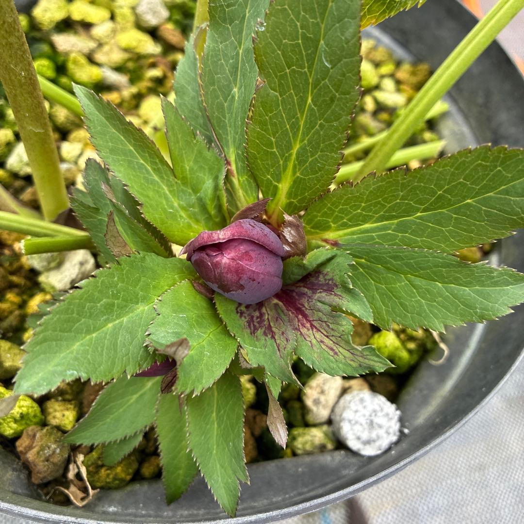 クリスマスローズ　ブラック　ダブルシングル　親株　７寸