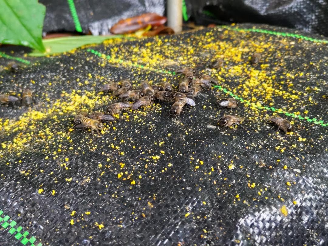 日本蜜蜂 重箱式巣箱4段 スライド底板 付巣門台座　スノコ付き