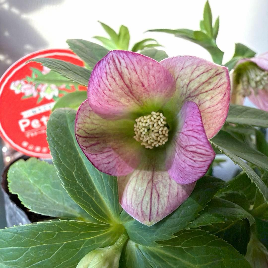 【横山園芸】クリスマスローズ プチドール　ss《1/15》ピンクベイン系