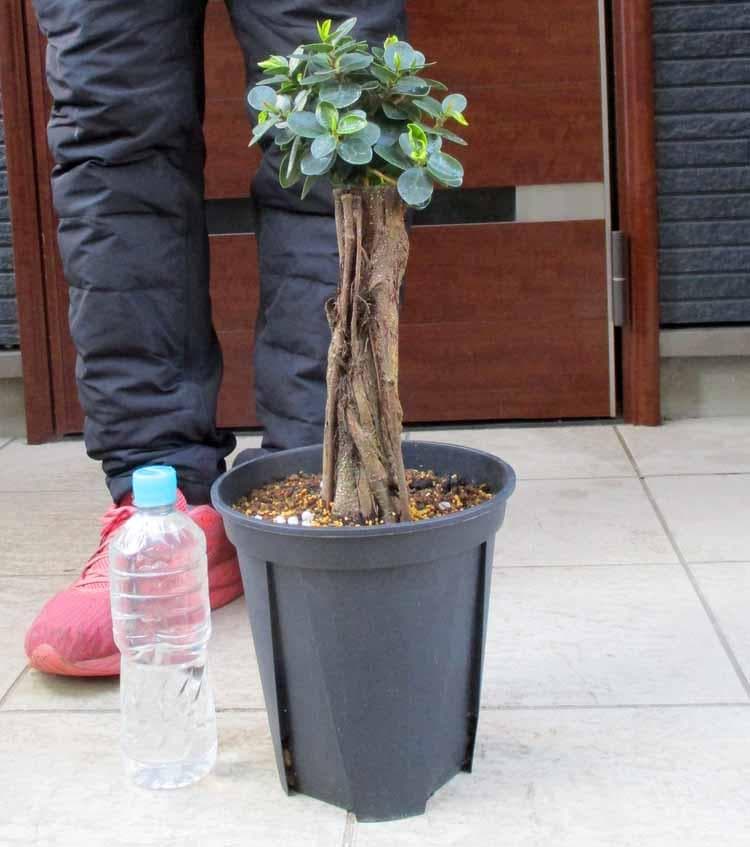 【現品】パンダガジュマル （ぱんだ・ガジュマル）（パンダ・ガジュマル）7号　Hお