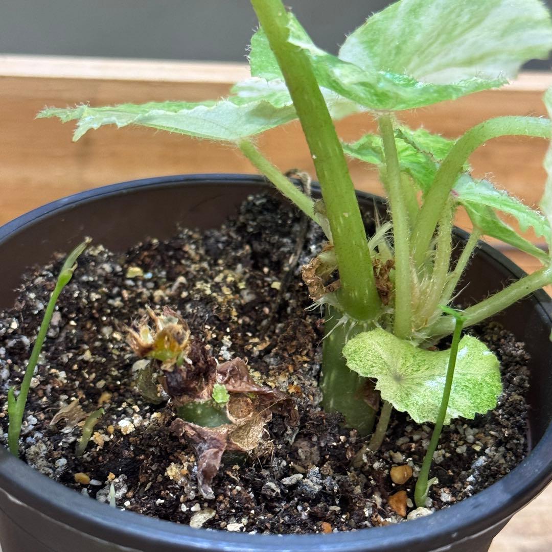 m*l様 1 ベゴニア　ルージュ　斑入り　大人気ベゴニア　丸葉が可愛い