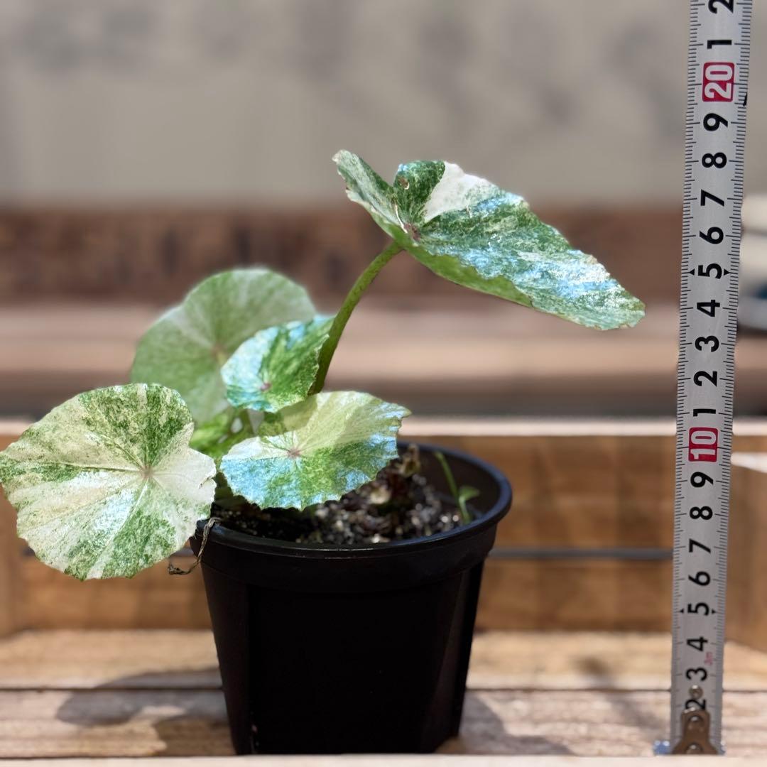 m*l様 1 ベゴニア　ルージュ　斑入り　大人気ベゴニア　丸葉が可愛い