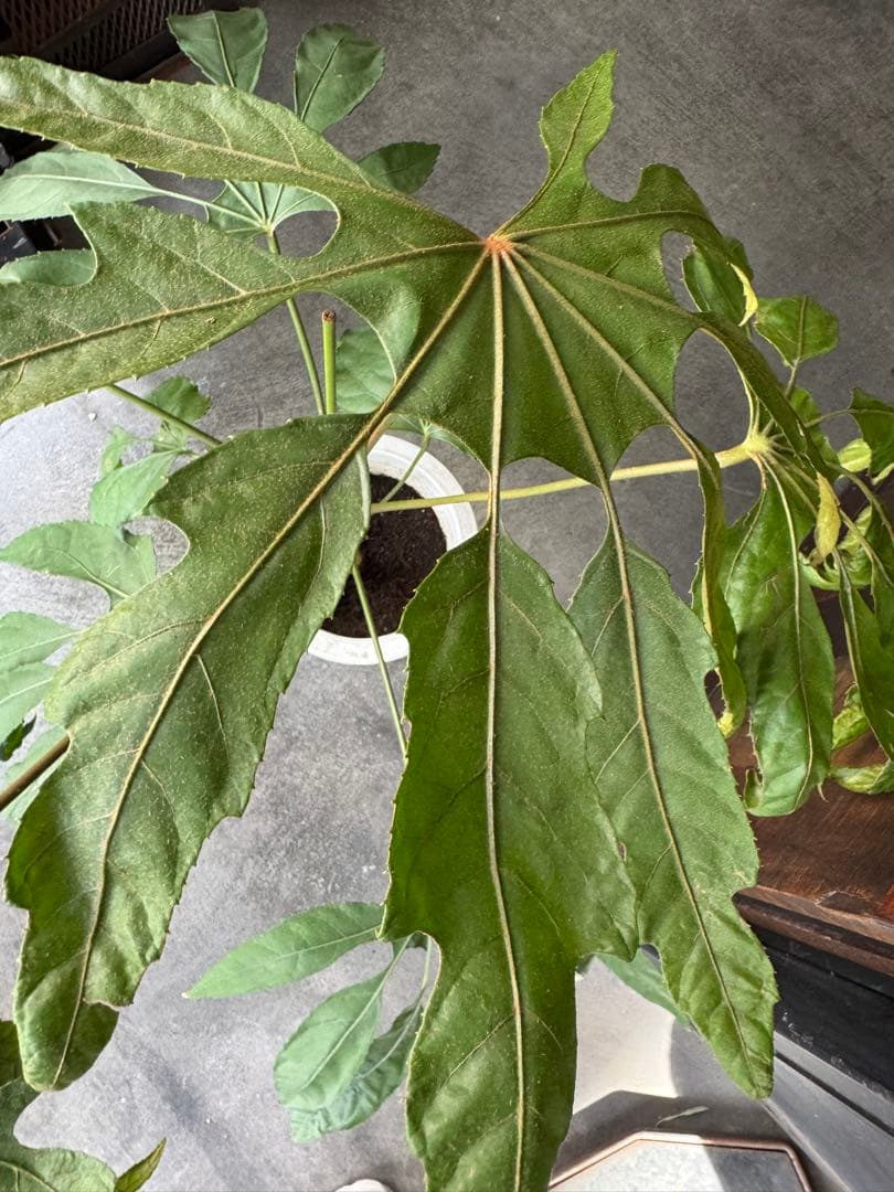 希少★ 入荷〜☆ トラベシア　トレベシア パルマータ　7号　観葉植物 760