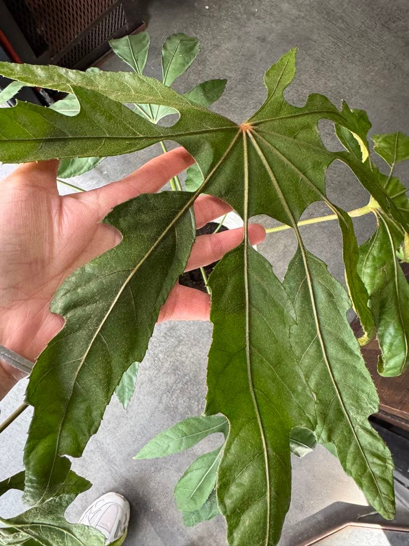 希少★ 入荷〜☆ トラベシア　トレベシア パルマータ　7号　観葉植物 760